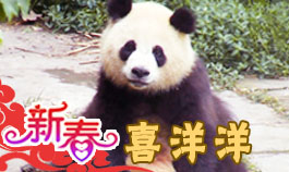 熊猫视频最新版，友情与陪伴的日常趣事分享